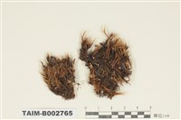 藏品(曲尾苔科)的圖片